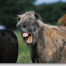 Shetland_Pony_Yawning