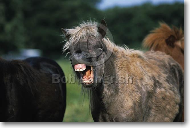 Shetland_Pony_Yawning