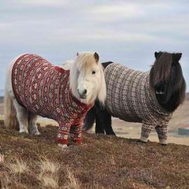 shetlandponiesfairislejumpersimgur1