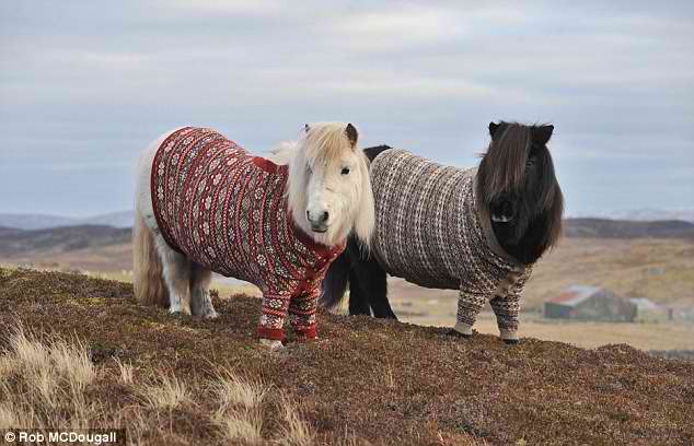 shetlandponiesfairislejumpersimgur1