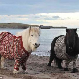 shetlandponiesfairislejumpersimgur2