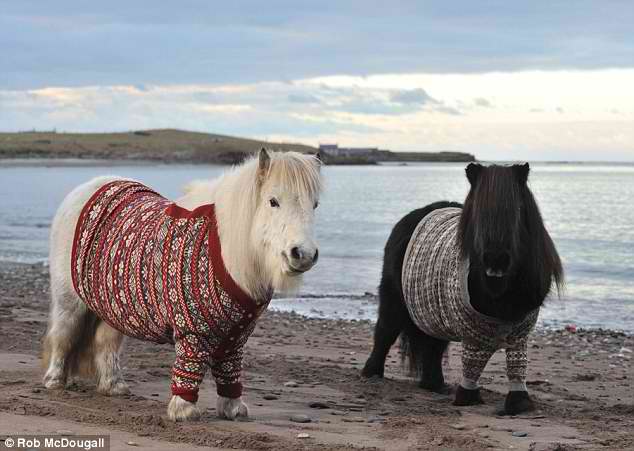 shetlandponiesfairislejumpersimgur2