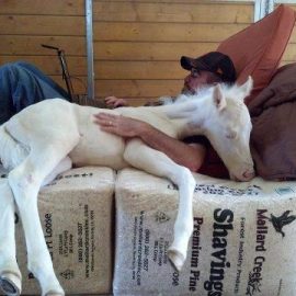 sleepingcowboybabyhorse