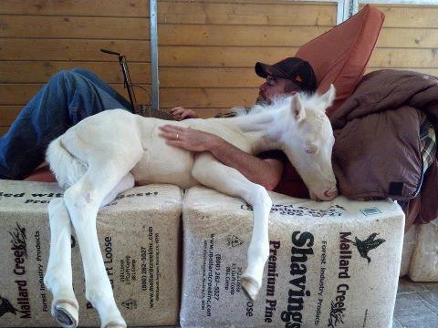 sleepingcowboybabyhorse