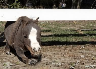 smallhorse