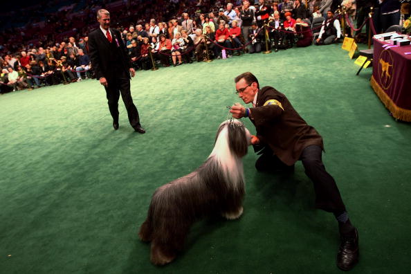 Champion Dogs Compete At Westminster Dog Show