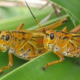 grasshoppers