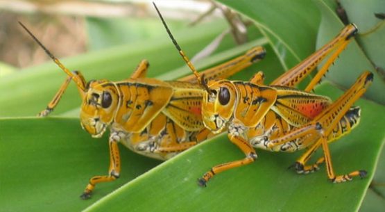 grasshoppers