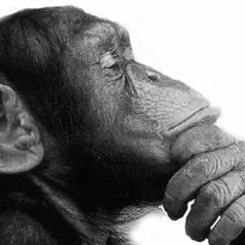 monkey-thinking