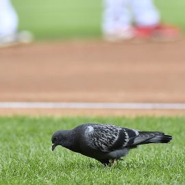 MLB: New York Mets at Washington Nationals