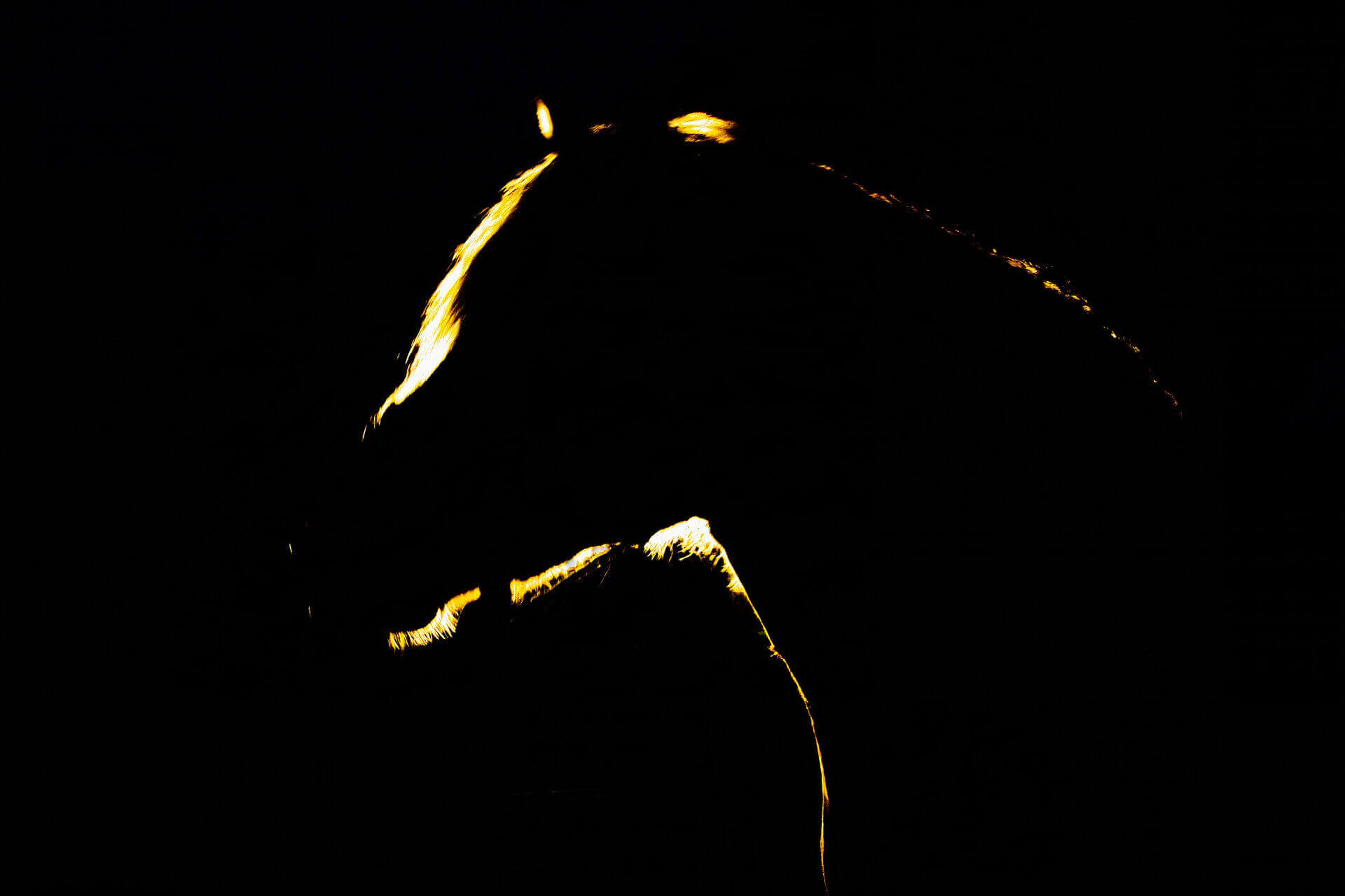 REF2705-thesportsdaily.com - dark-horse-candidates