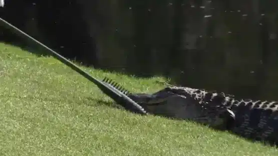 GATOR CADDIE