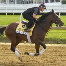 Preakness Stakes contender Perform practices.