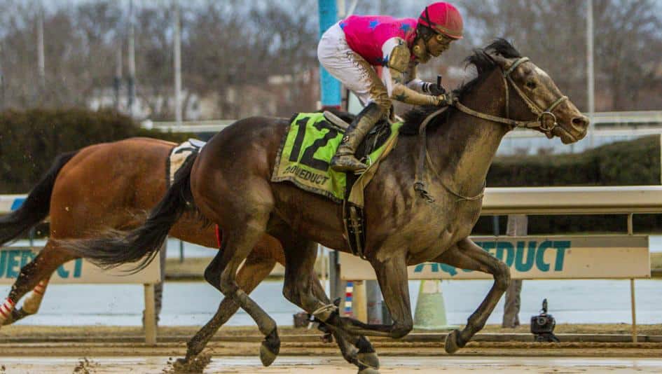 Raise Cain Kentucky Derby Odds, Pedigree, & Horse Racing Stats