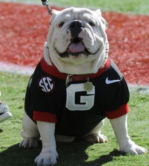 uga 4