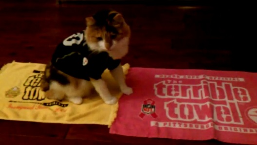 CAT IN A STEELERS JERSEY | The Sports Daily