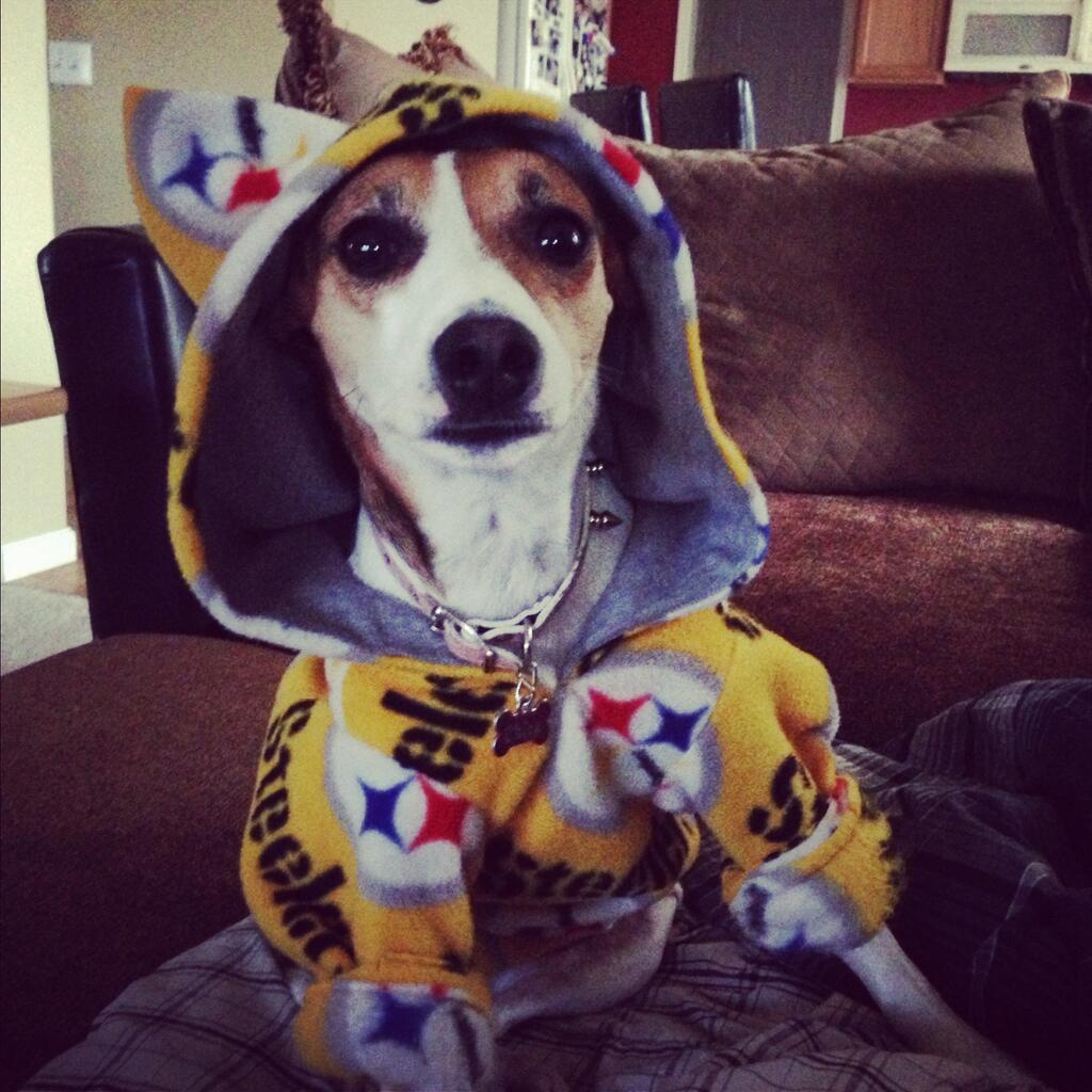 steelers dog hoodie