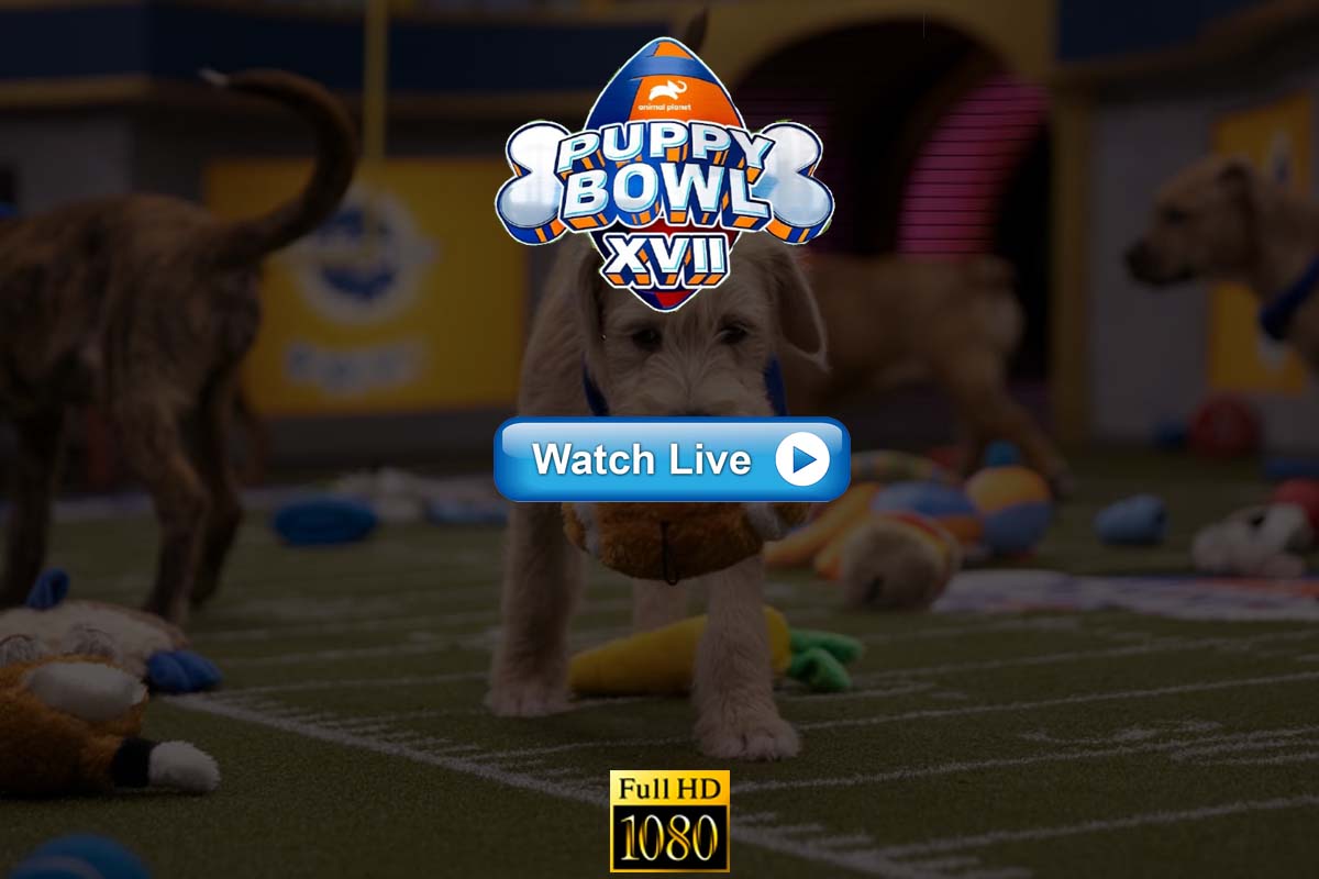 hd Crackstreams Puppy Bowl Reddit Live Stream 2021 ...